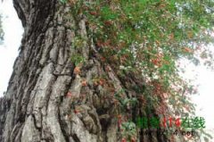 810年古银杏树挂枸杞景观浑然天成