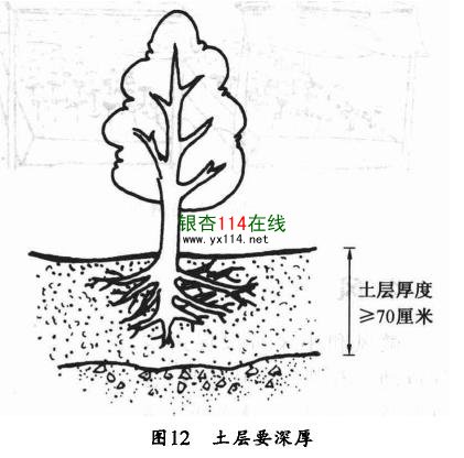 种植银杏树的土层要不低于70公分示意图