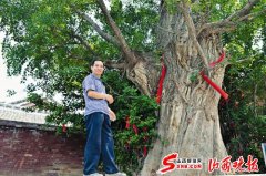 山西省内现存银杏树中最大的一株银杏王