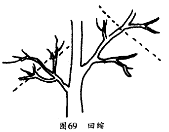 对银杏树多年生树枝进行回缩短截