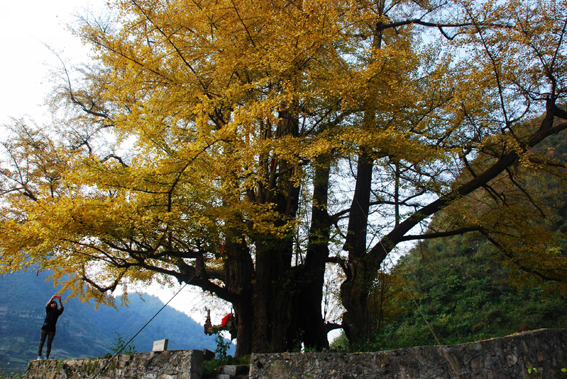 贵州福泉世界最大银杏古树