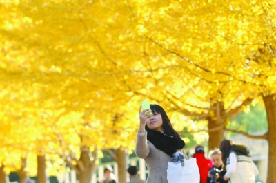 一位女孩用手机拍摄银杏叶