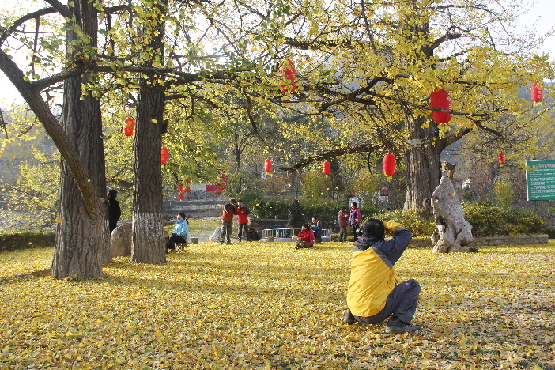 来自陕西宝鸡市的游客正在古银杏树前摄影留念