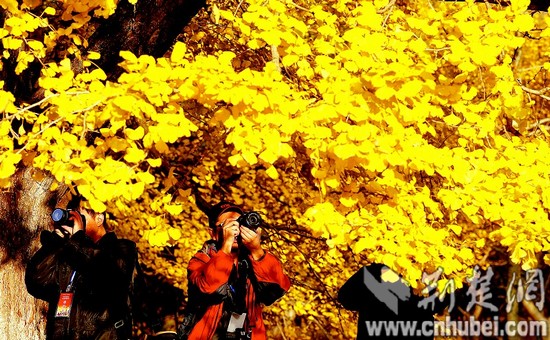 随州千年银杏谷金黄色的银杏叶吸引大批游客观赏