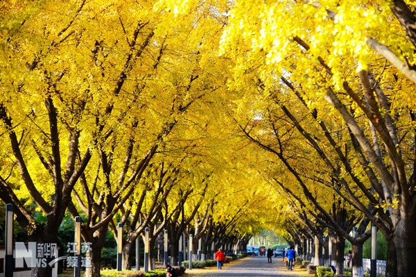 扬州江都水利枢纽风景区的银杏树叶已经变成金黄色