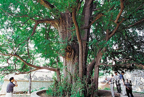 河南桐柏被称作“白果大仙”的银杏树