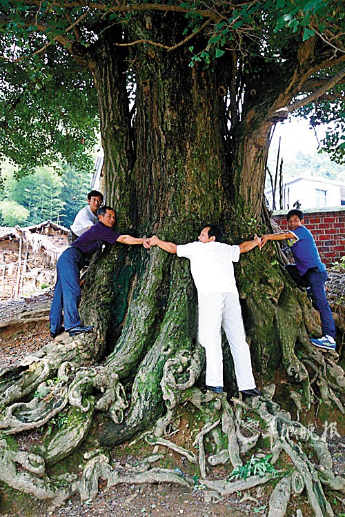 江西东乡一棵树龄3000年的古银杏树