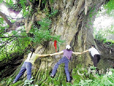 四川叙永县观兴乡普兴村山顶上的一棵千年银杏树