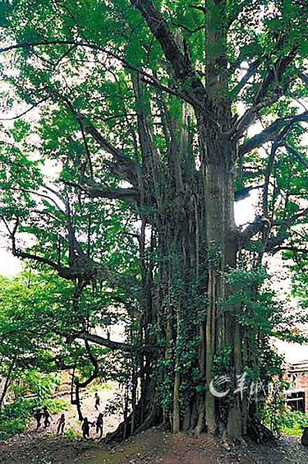 贵州长顺县广顺镇石板村的罕见古银杏树,被称为“中华银杏王