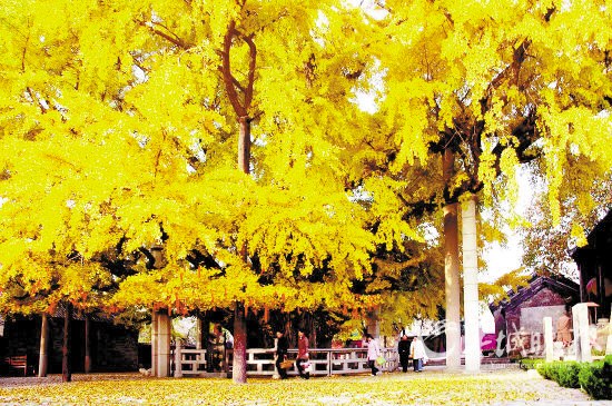 山东莒县浮莱山被称为“天下银杏第一树”的古银杏树