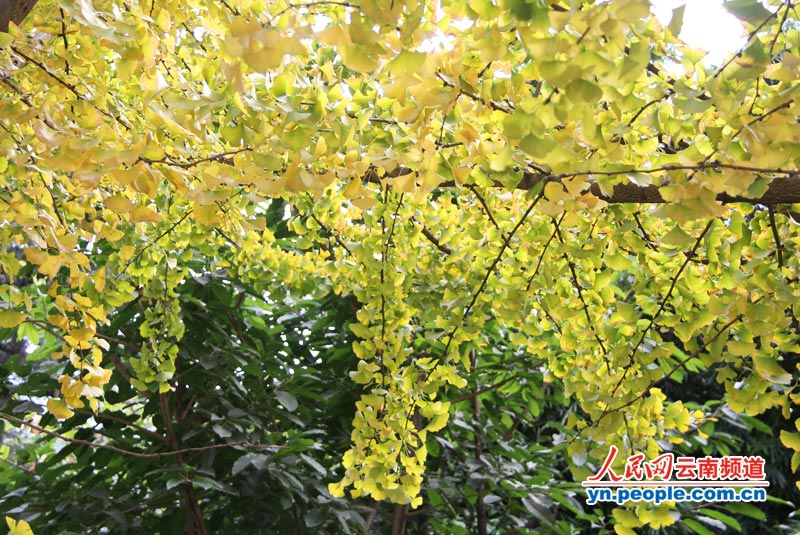 云南大学美丽的银杏树叶