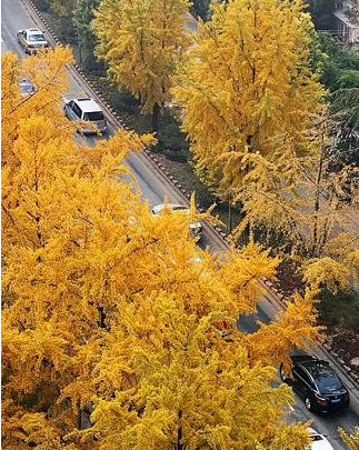 南京银杏大道上“金灿灿”的银杏树