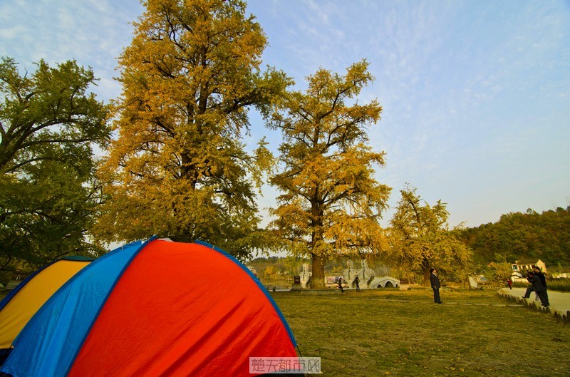 游人在银杏树下支帐篷休息