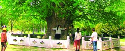 上海第一树”，树高24.5米，胸径有2米多，胸围6.5米四人才能勉强合抱