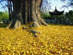 上海银杏王植于唐德宗贞元年间  树高24.5米