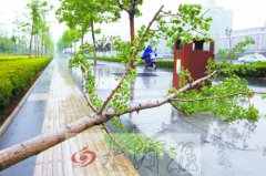  中州大道人行道上的银杏树被刮倒10多棵