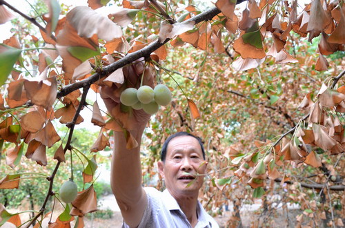 村民在摘除银杏果，保护银杏树水分