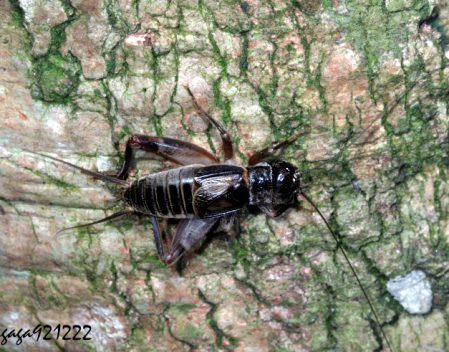 一只黑蟋蟀正在啃咬银杏树皮