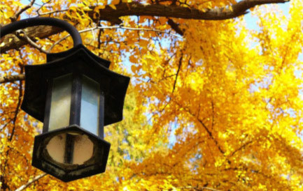 金黄的银杏树屹立在南京师范大学草坪旁，已有上百岁，约20多米高的树冠甚至盖过了旁边的教学楼。默默地见证南京师范大学随园的百年风雨，与校园内古朴典雅的建筑相互映衬，格外浪漫迷人