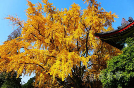 南京师范大学随园的百年银杏树是我见过最美的银杏，没有之一。”这棵金黄的银杏树屹立在南京师范大学草坪旁，已有上百岁