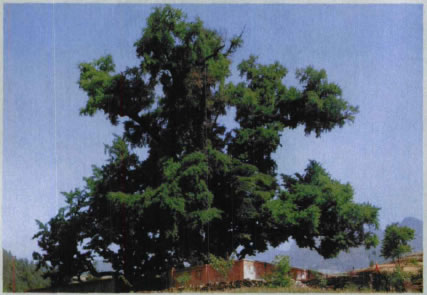 传说李白栽的银杏树雄树上寄生着两株桑树　生机勃勃
