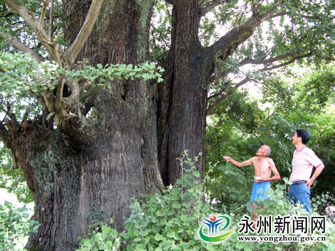 湖南永州市零陵区富家桥镇水平村的古银杏树