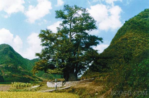 贵州福泉世界最大银杏古树