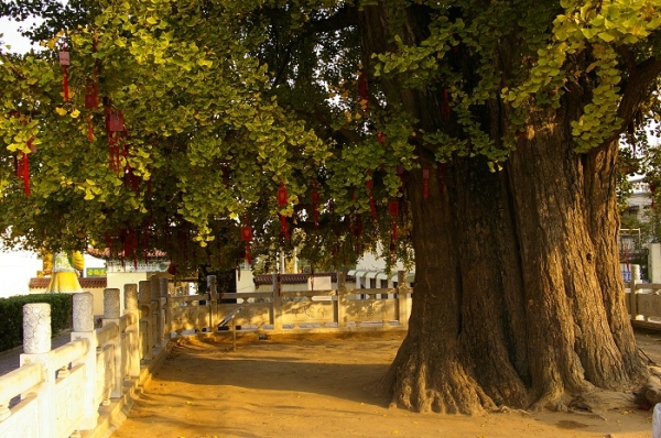 山东省郯城县重坊镇树龄三千多年的银杏树