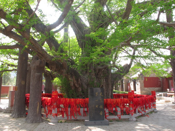 莒县春季绿意浓浓的千年古银杏树