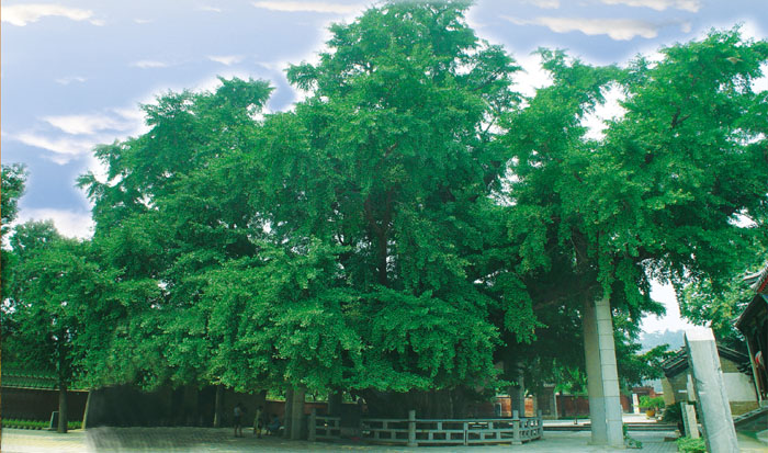 莒县夏季翠绿的千年银杏古树