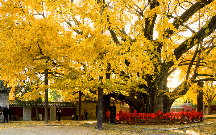 莒的千年古银杏树秋天金黄的景色