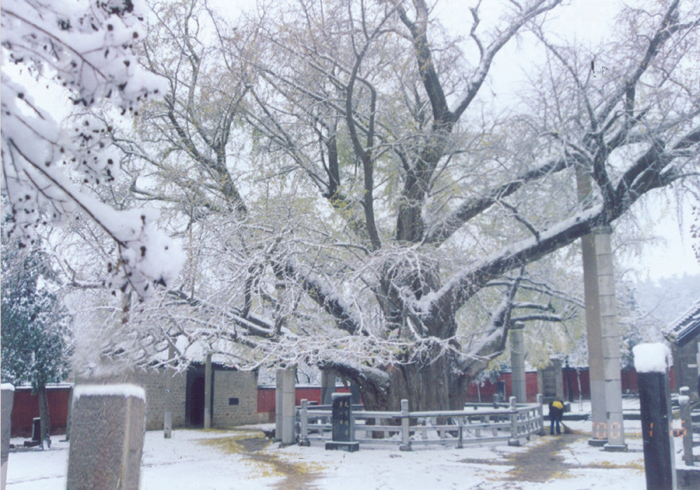 莒县冬季白雪皑皑的千年古银杏树