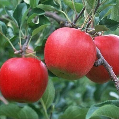 苹果早期落叶病褐斑病怎么防治
