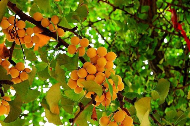 银杏树结的银杏果