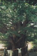 国内最古银杏树年份排名