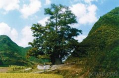 贵州福泉有一棵世界最大银杏古树