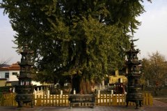 山东省郯城县重坊镇有一棵三千年的银杏树